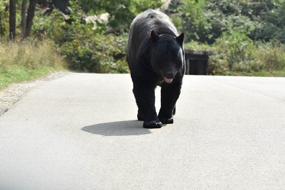 Can You Outrun A Bear On A Bike? Can You Outrun A Bear On A Bike?