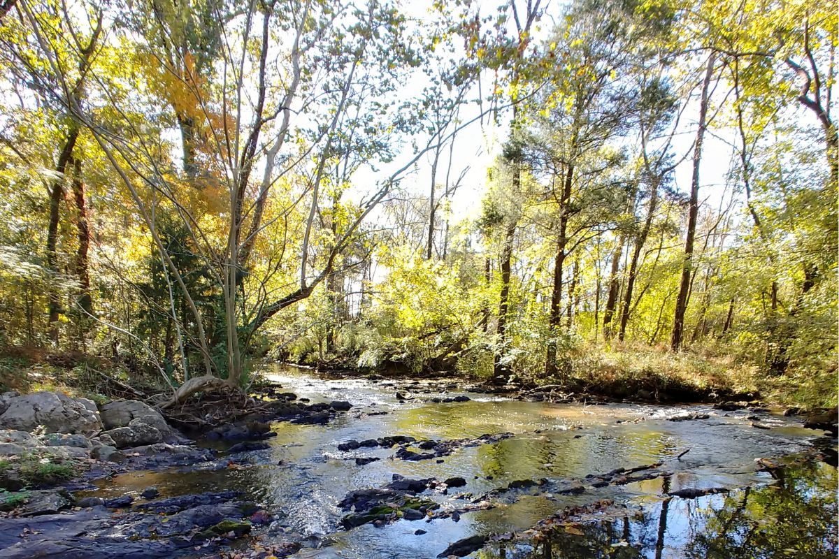 Shoal Creek